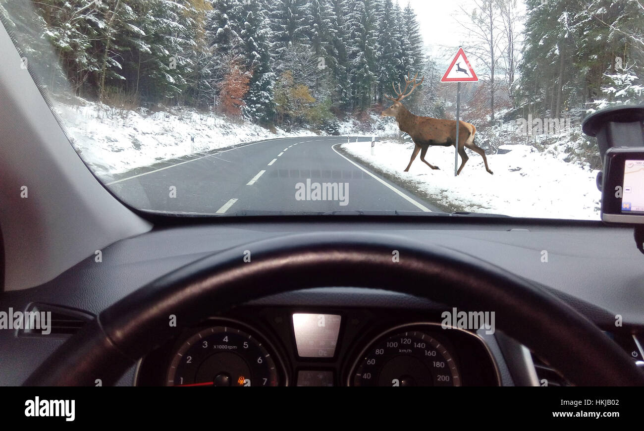Deer crossing a road, view through car windshield, Germany Stock Photo