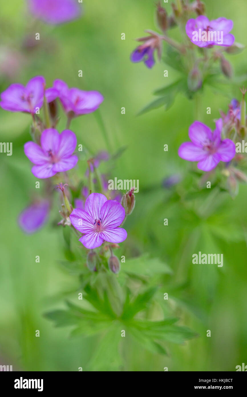 Sticky geranium in Yellowstone National Park Stock Photo Alamy