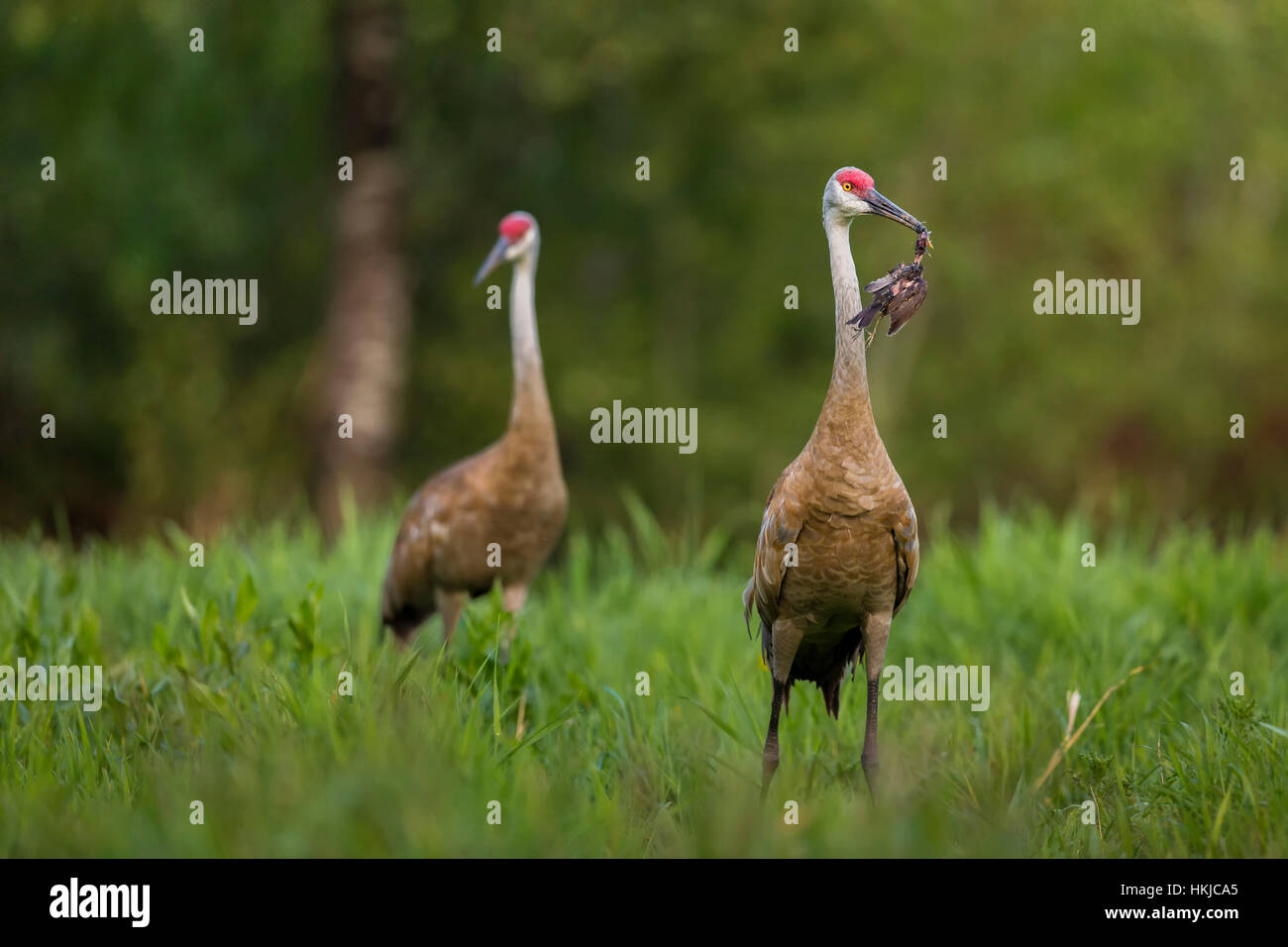 Sandhill cranes - one adult holding a red-winged blackbird that it had killed for food. Stock Photo