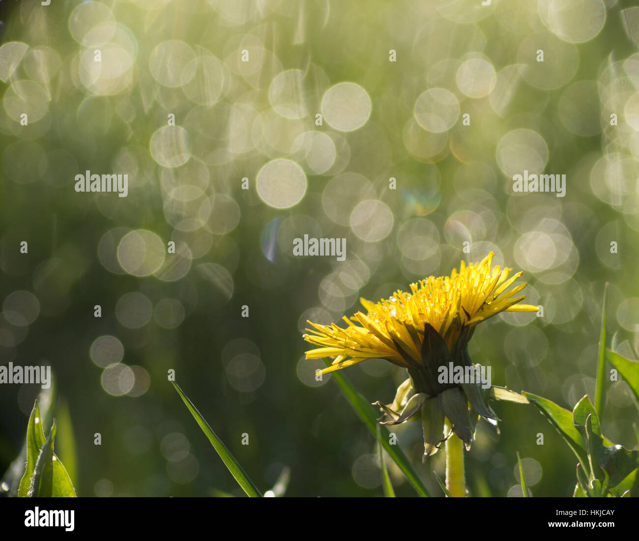 Yellow flower with beautiful bokeh background Stock Photo