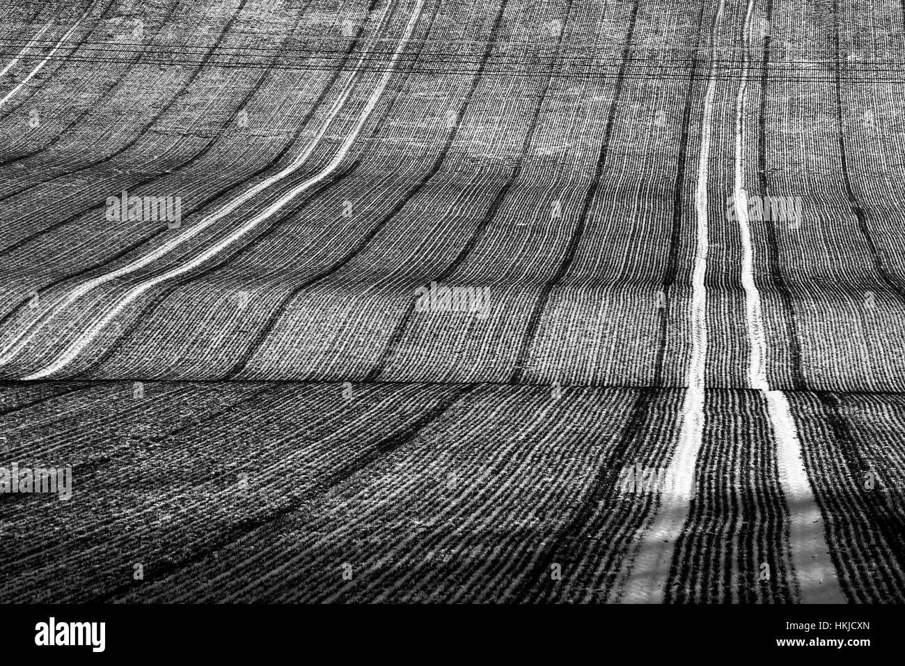 row in agriculture field during winter Stock Photo