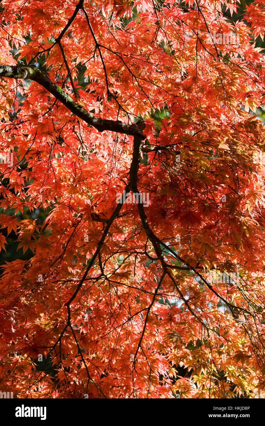 Acer palmatum subsp. Matsumurae in Autumn. Stock Photo