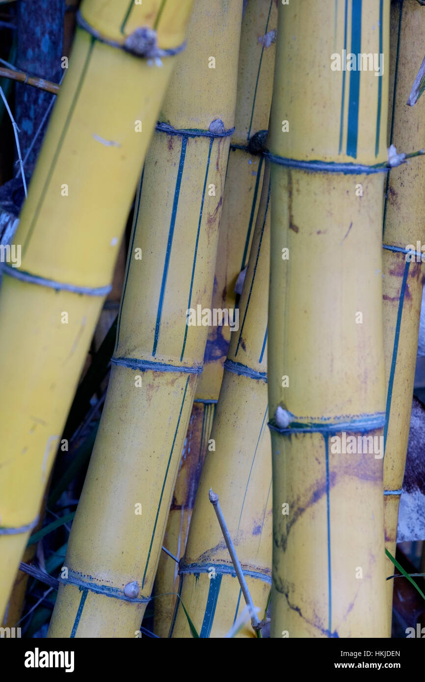 Bamboo Australia Zoo Stock Photo Alamy
