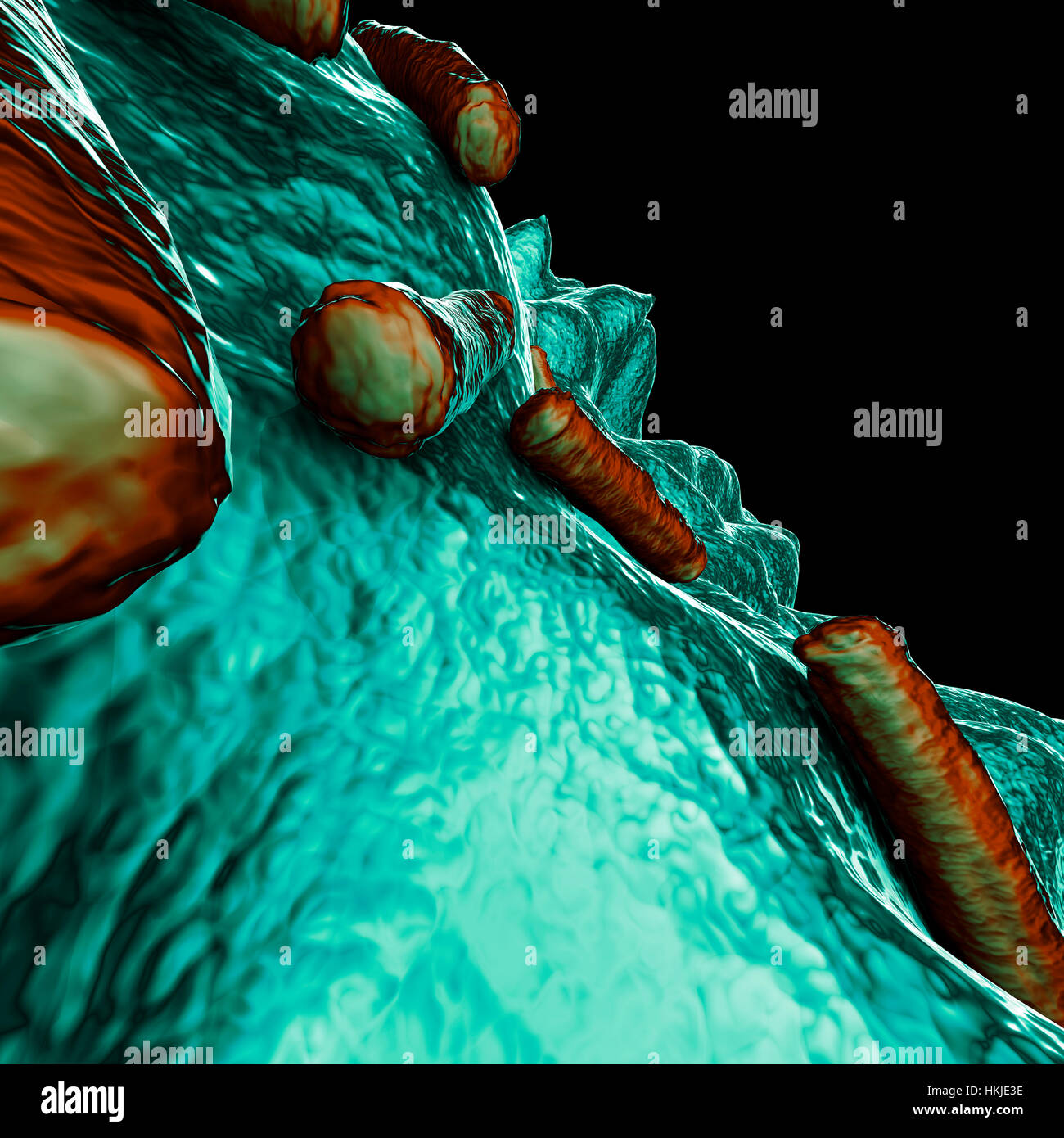 Microscope image of bacteria hires stock photography and images Alamy