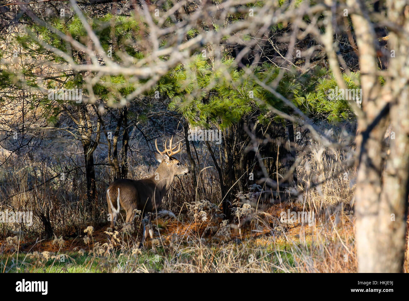 Horizontal image of a white-tail buck (Odocoileus virginianus) during the Wisconsin deer hunt. Stock Photo