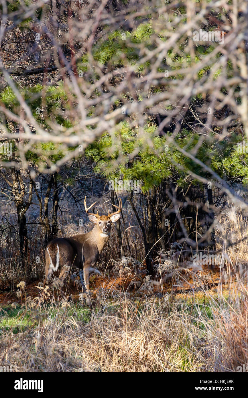 Vertical image of a  White-tail Buck (Odocoileus virginianus) in the Wisconsin rut. Stock Photo