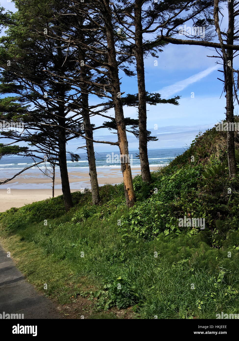 Evergreen trees on green hill leading to beach. Stock Photo