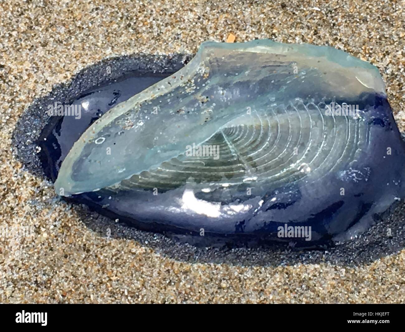 Portuguese man o' war, jellyfish, on beach. Stock Photo