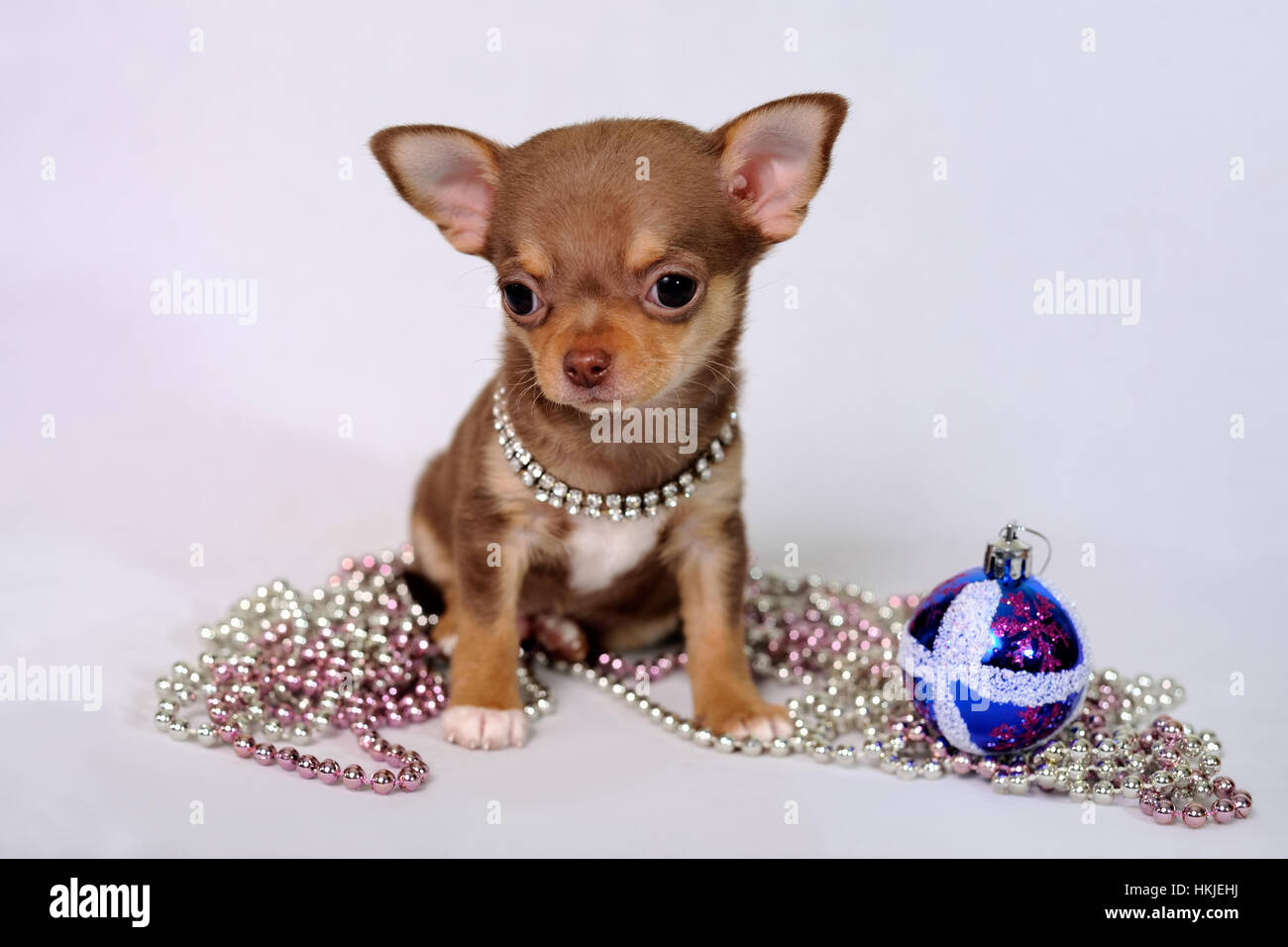 New Year Gifts | Новогодние Подарки = Nickname: Gucci By Gucci | Гуччи Бай  Гуччи Gender: Male | Мальчик Breed: Chihuahua (Chihuahueño) Birthday | Д  Stock Photo - Alamy