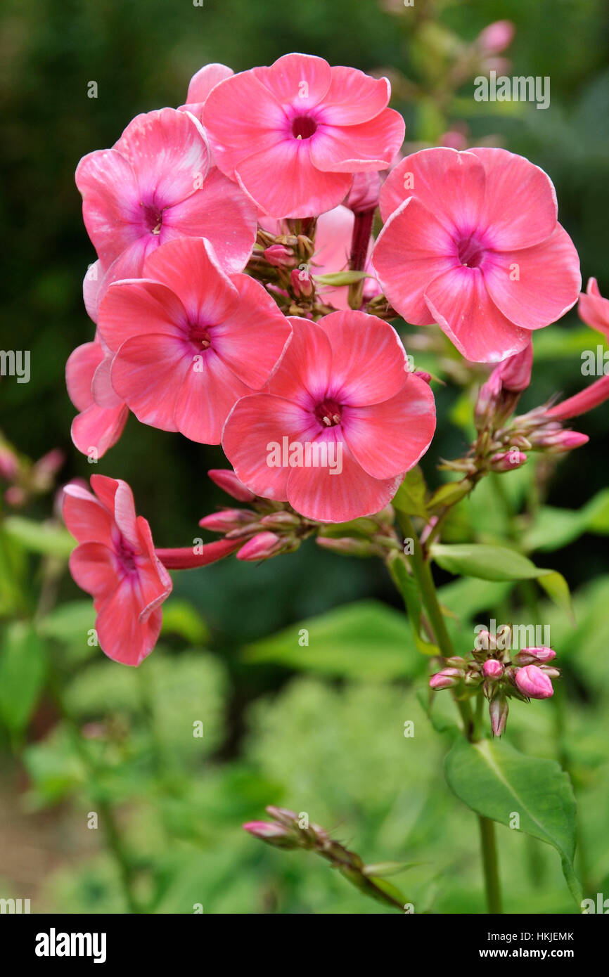 = Pink Phlox Paniculata = There are many different varieties of forms