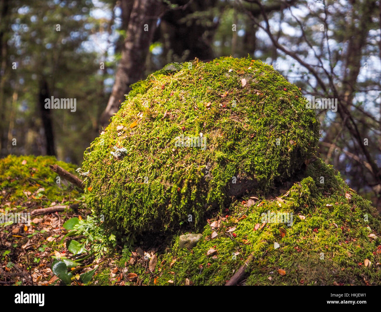 Moss rock hi-res stock photography and images - Alamy