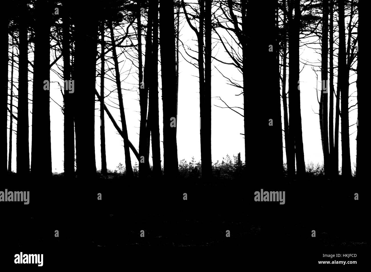 Forest background silhouettes trees Black and White Stock Photos ...