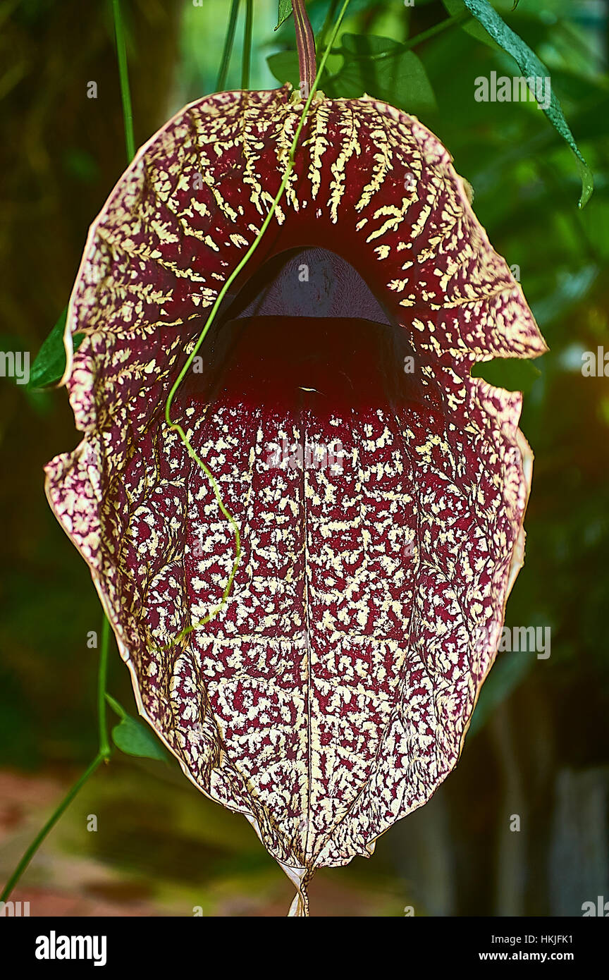 Pelican flower produces one of the world's largest flowers Stock Photo