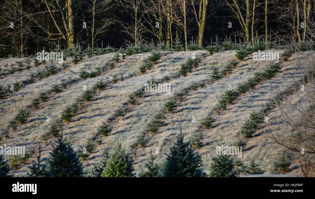 Growing christmas trees hires stock photography and images Alamy