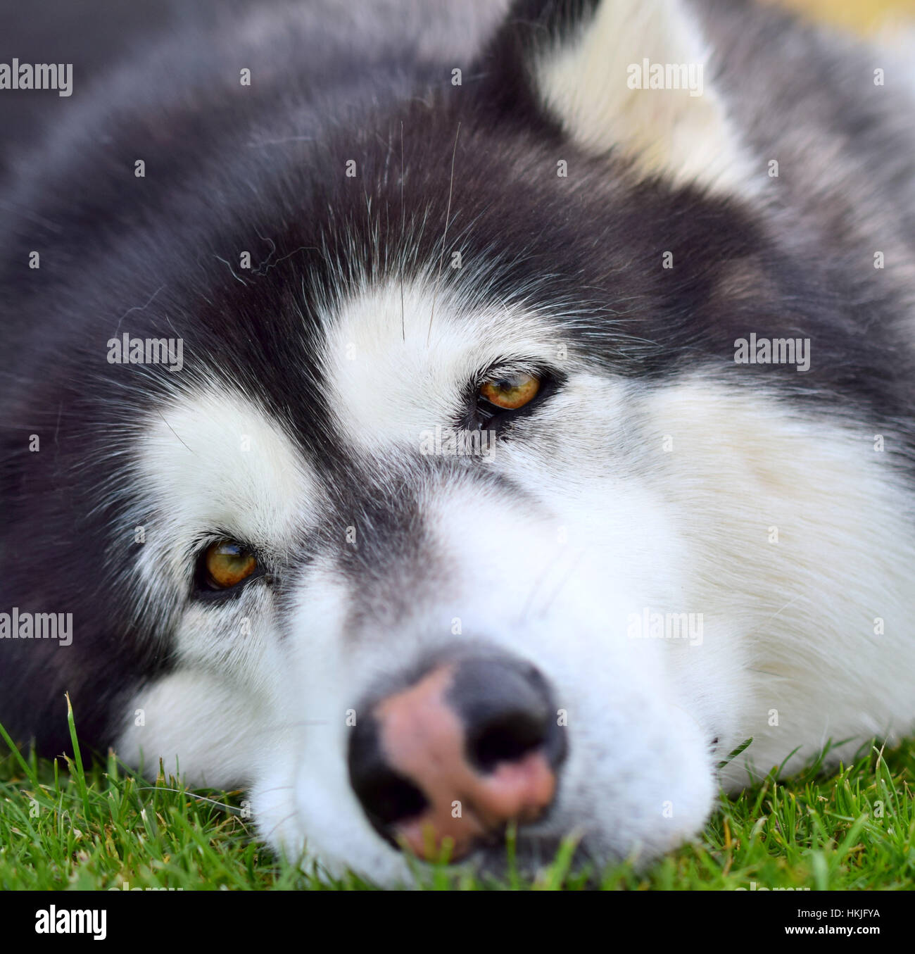 Alaskan malamute dog Stock Photo
