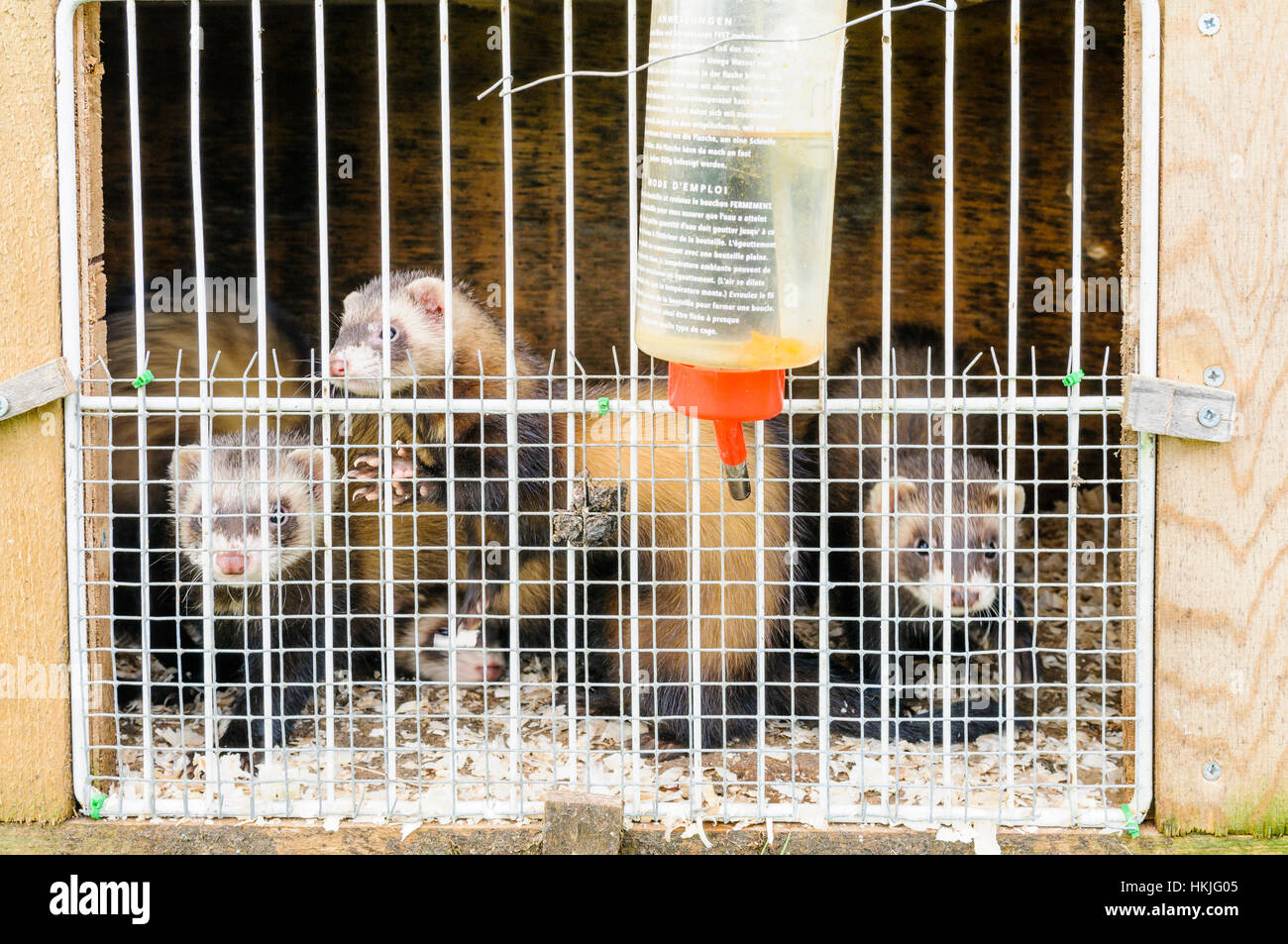 Ferrets in a cage with a water bottle Stock Photo Alamy