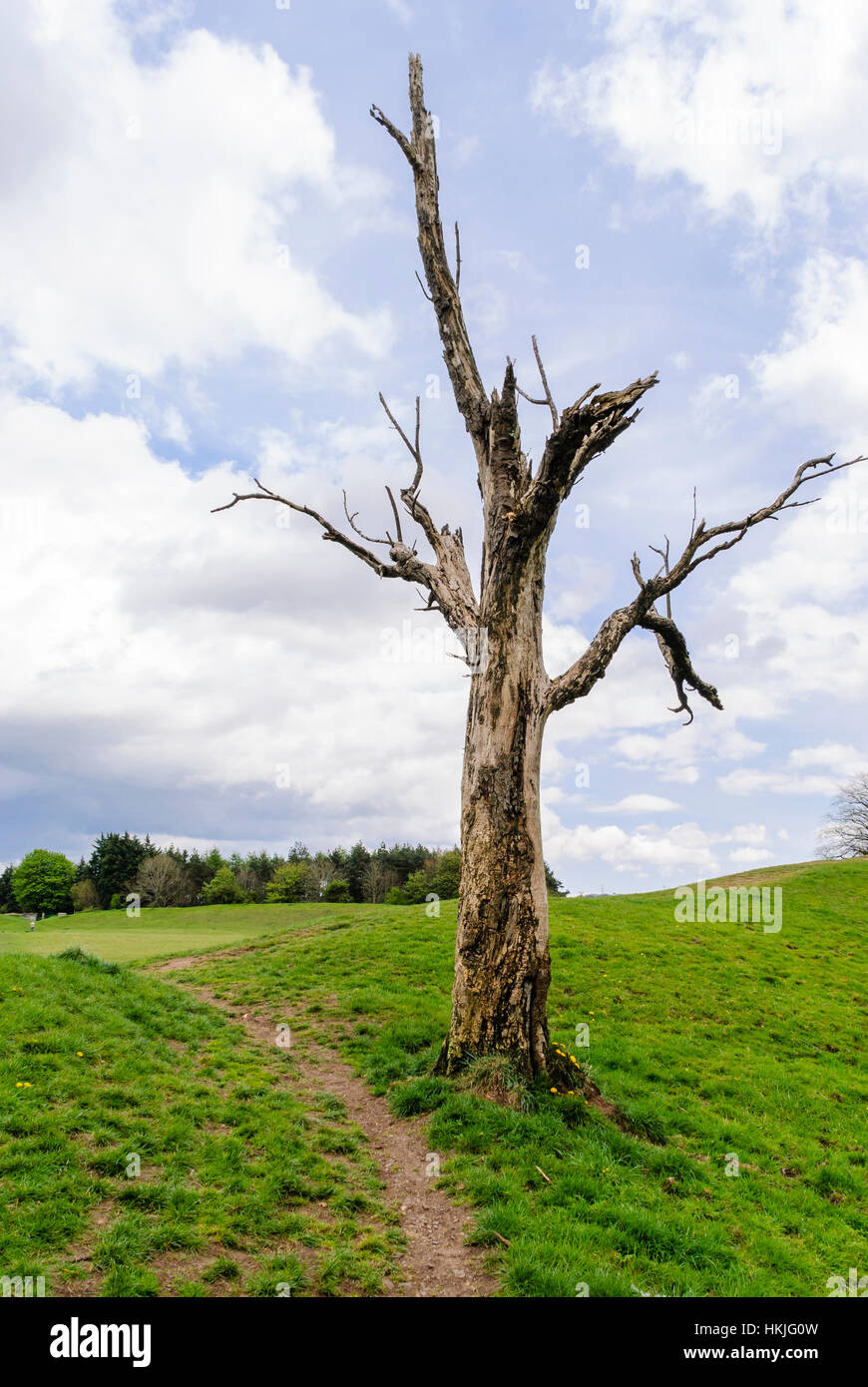 A dead tree beside a worn path across grass. Stock Photo