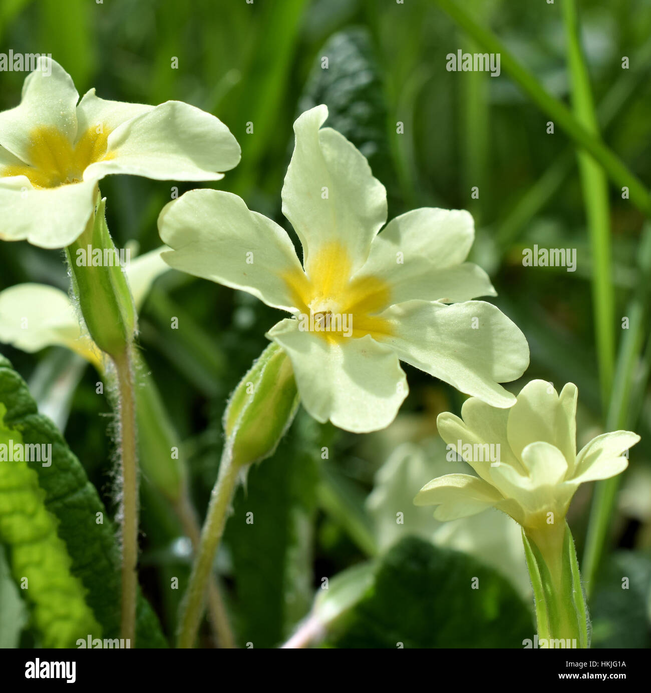 Primrose flowers Stock Photo