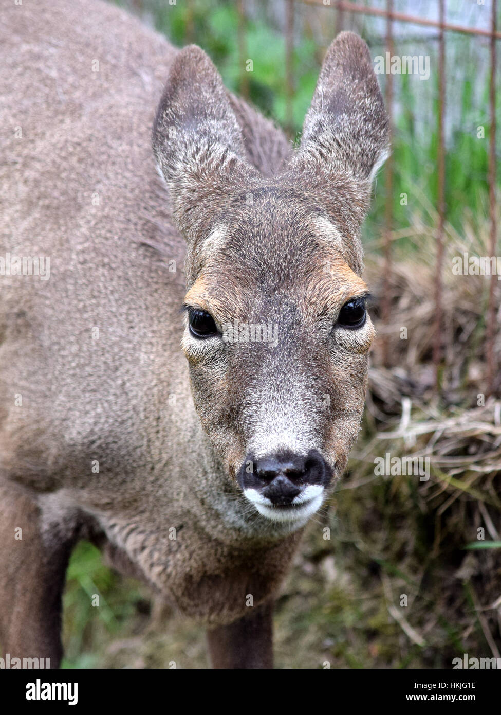 Scottish young deer Stock Photo