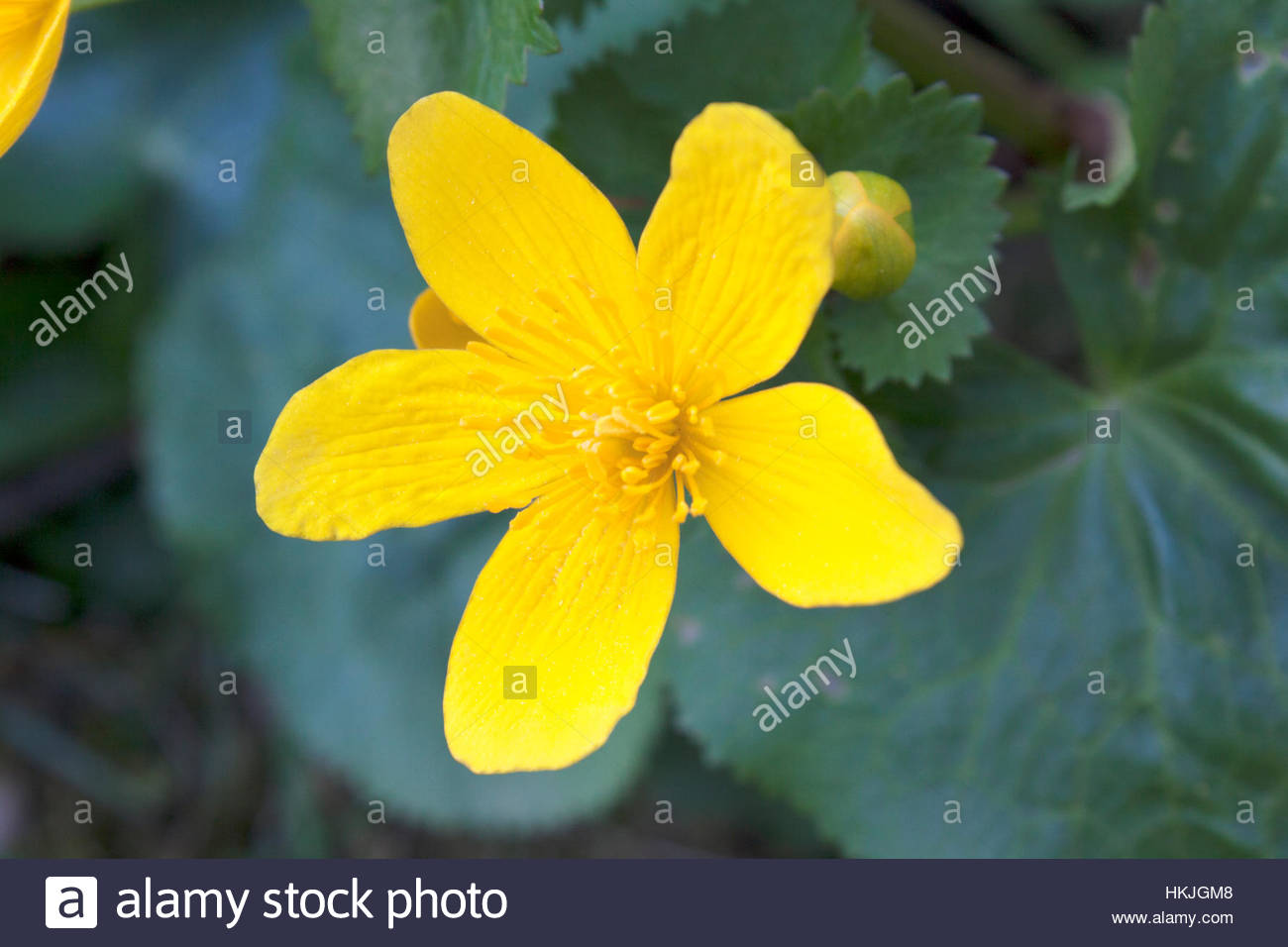 Flower With Five Petals High Resolution Stock Photography and Images Alamy