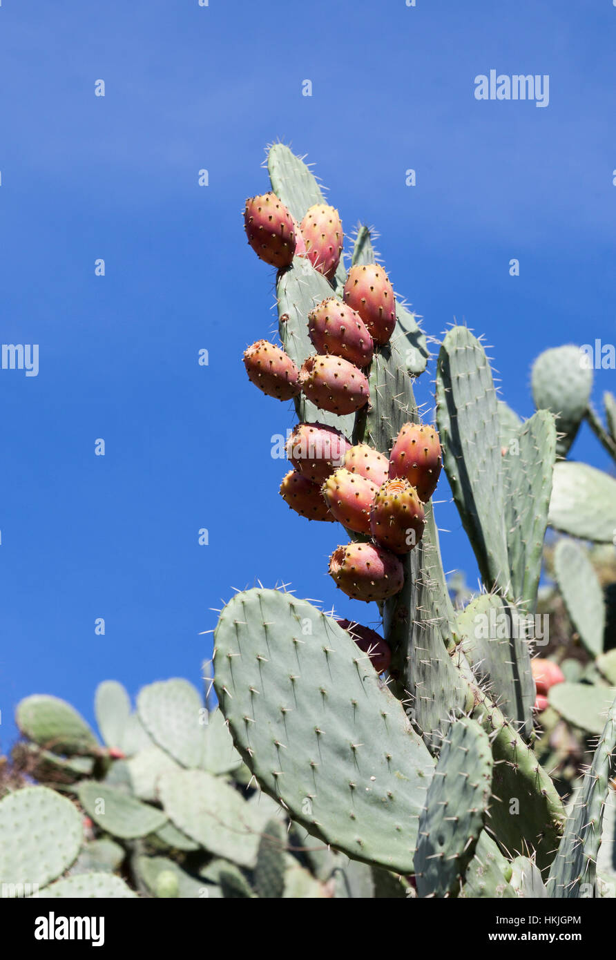 Close up of ripe prickly pear fruits on cactus plant Stock Photo