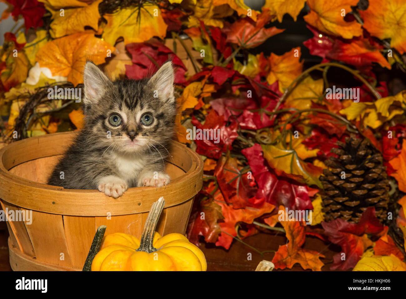 Playful Fall Kitten Stock Photo Alamy