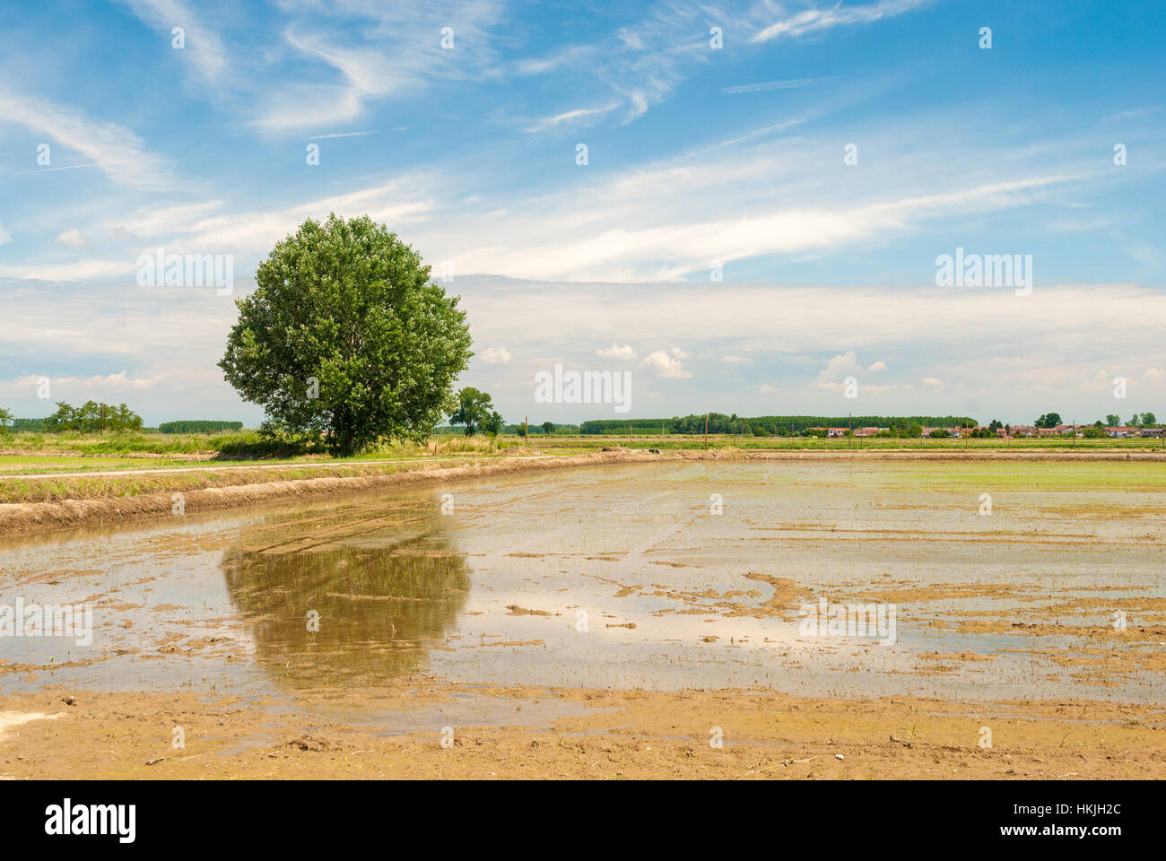 Flooded rice field in Lomellina (north of Italy) Stock Photo