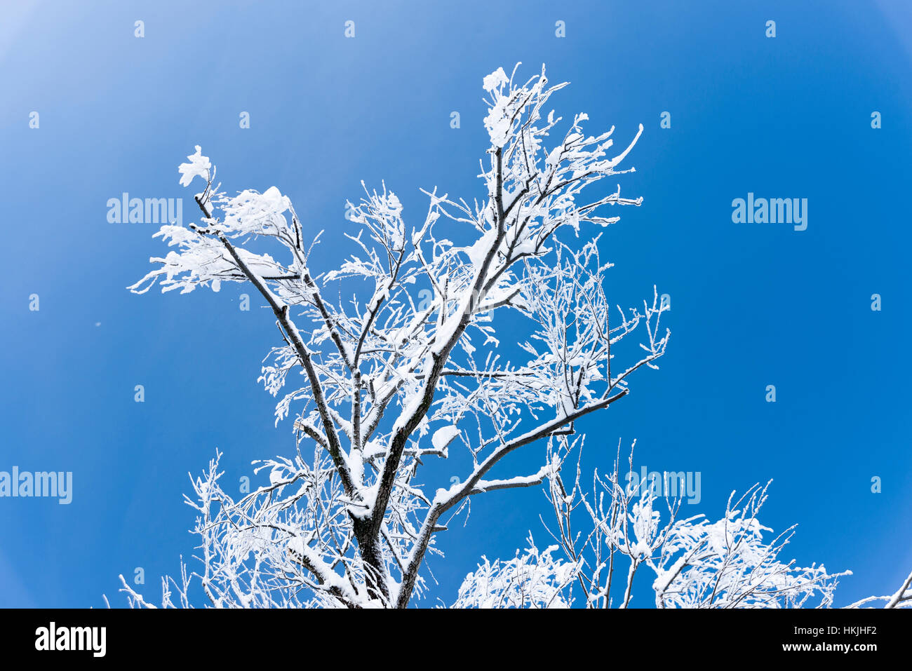 Branches with snow in winter on a blue sky background Stock Photo - Alamy