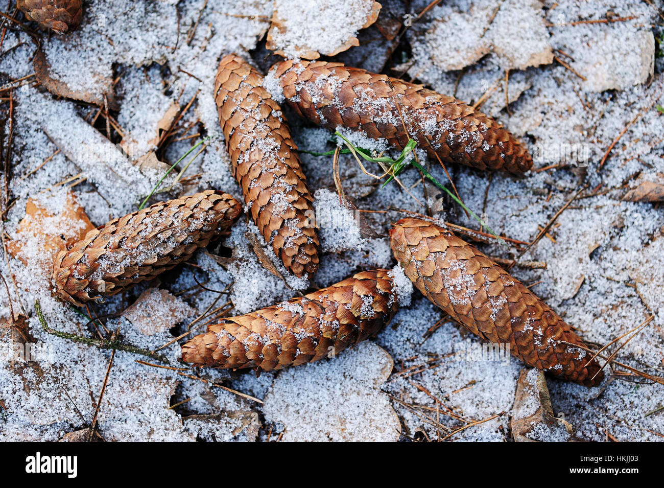 Snow on ground between hi-res stock photography and images - Alamy Snow on ground between hi-res stock photography and images - Alamy