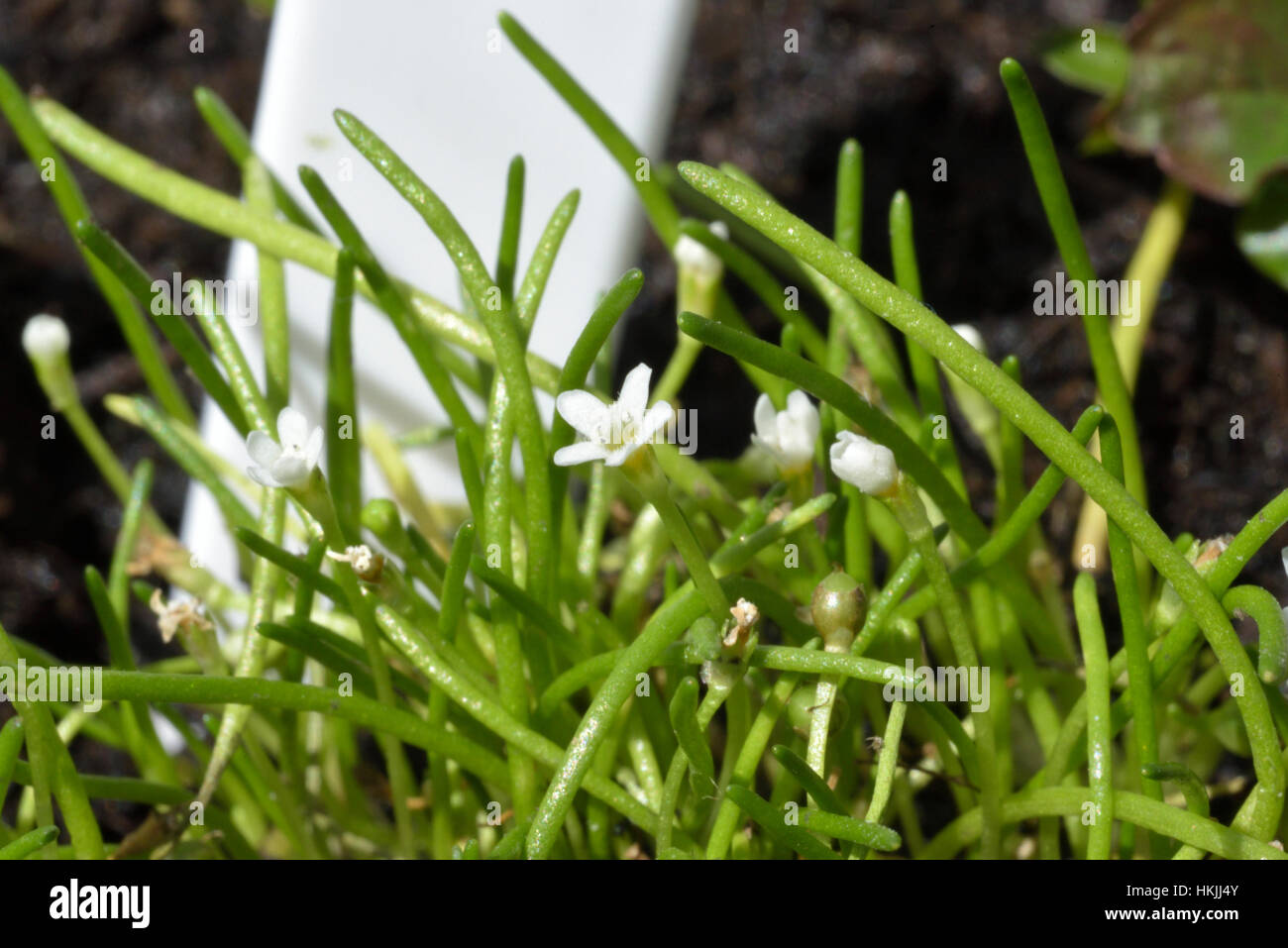 Welsh Mudwort, Limosella australis Stock Photo
