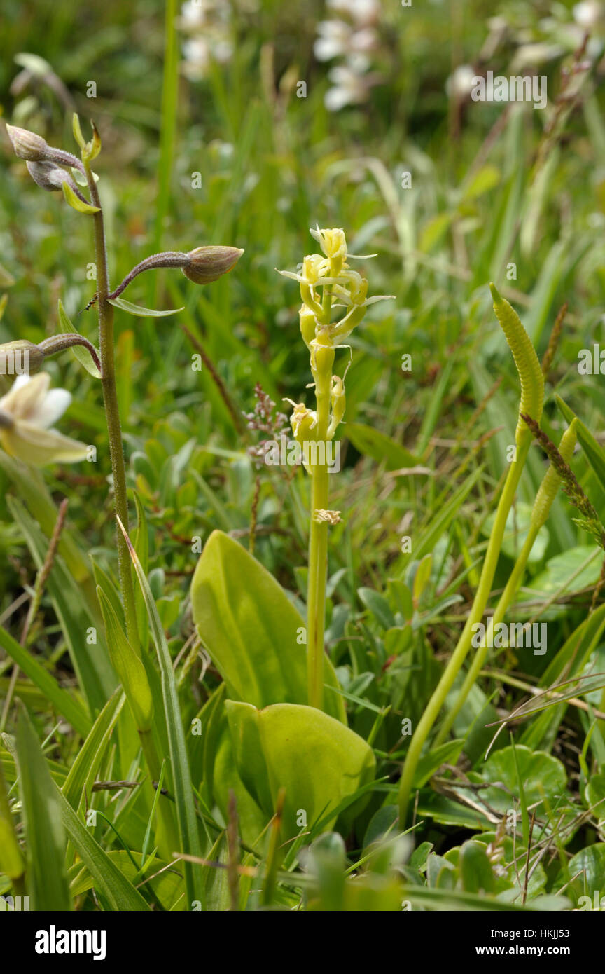 Fen Orchid, Liparis loeselii Stock Photo