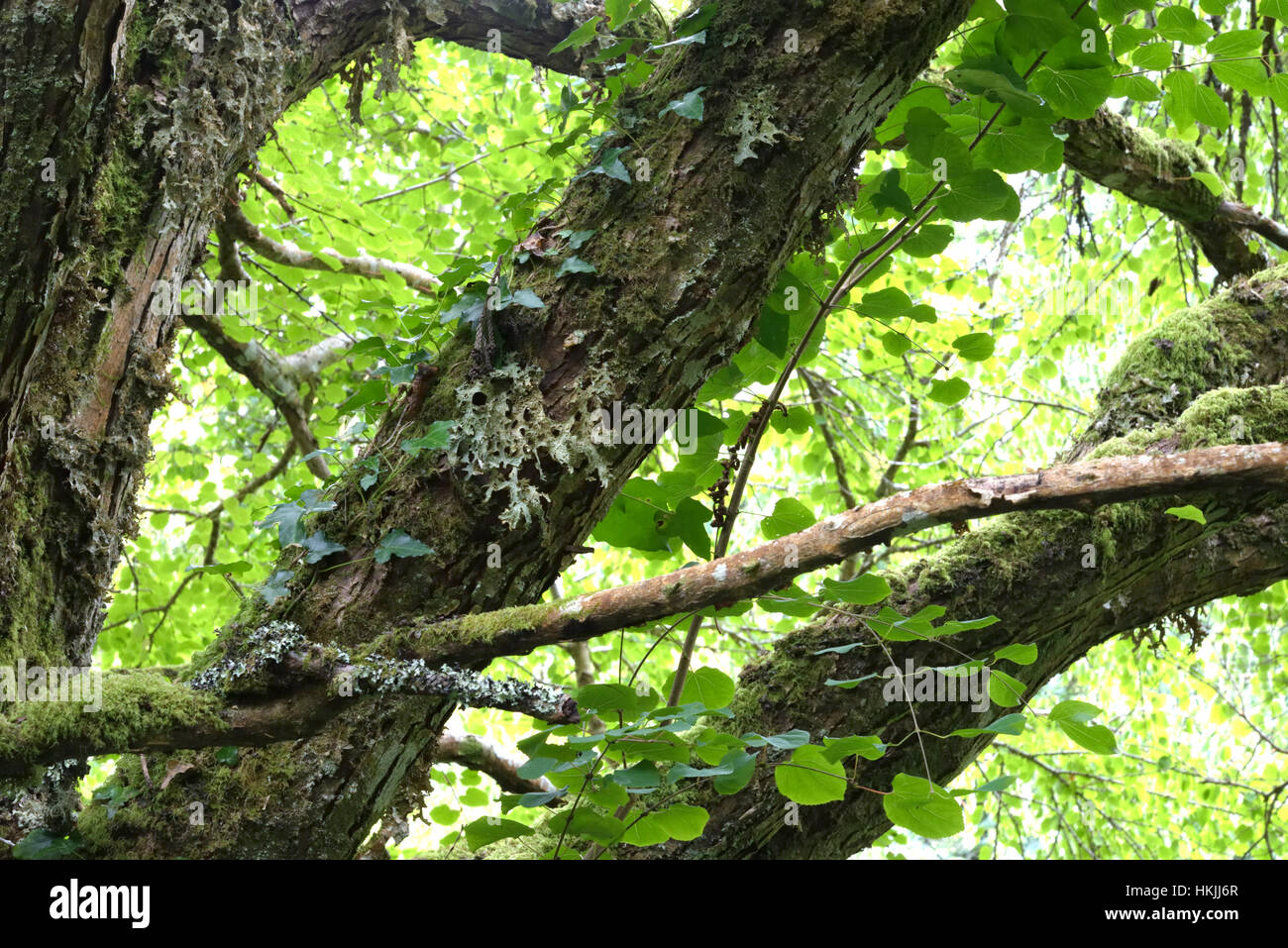 Oak Lungwort, Lobaria pulmonaria Stock Photo