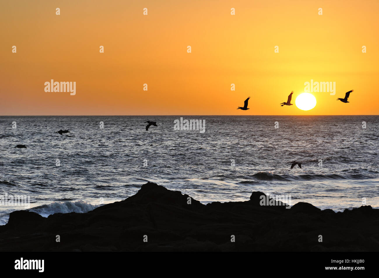 Birds flying during sunset in Pacific ocean Stock Photo