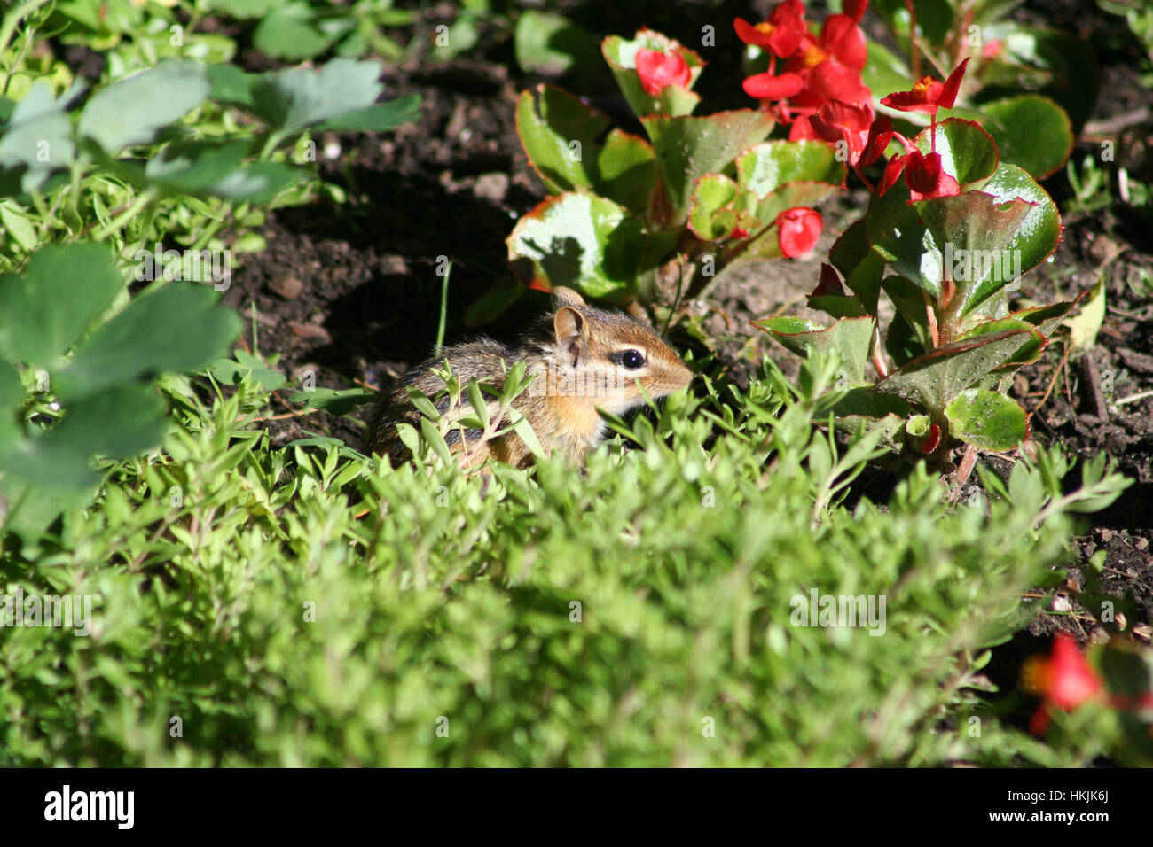 Chipmunk Sitting Amongst Some Plants and Flowers Stock Photo