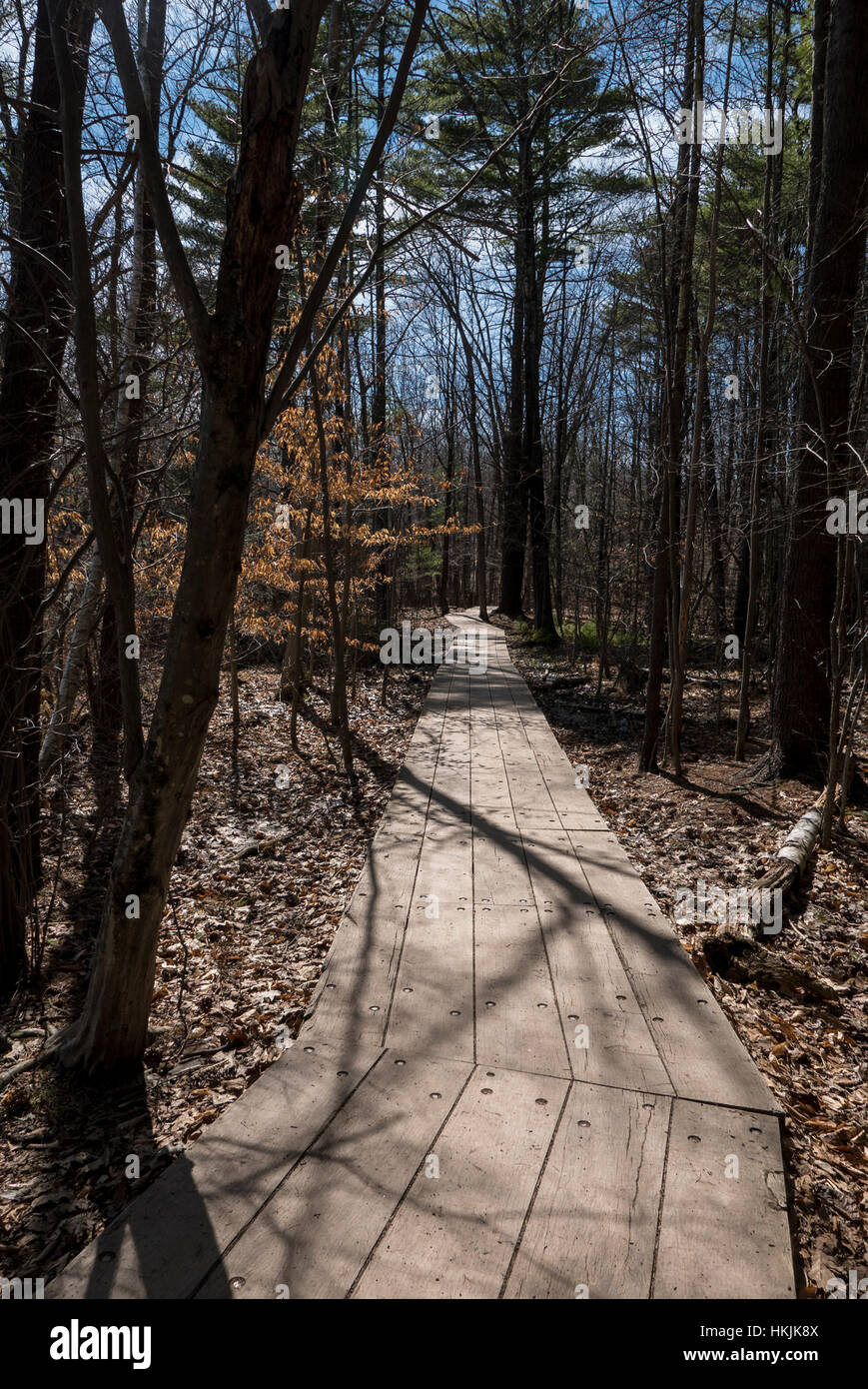Boardwalk trail through woods. Stock Photo