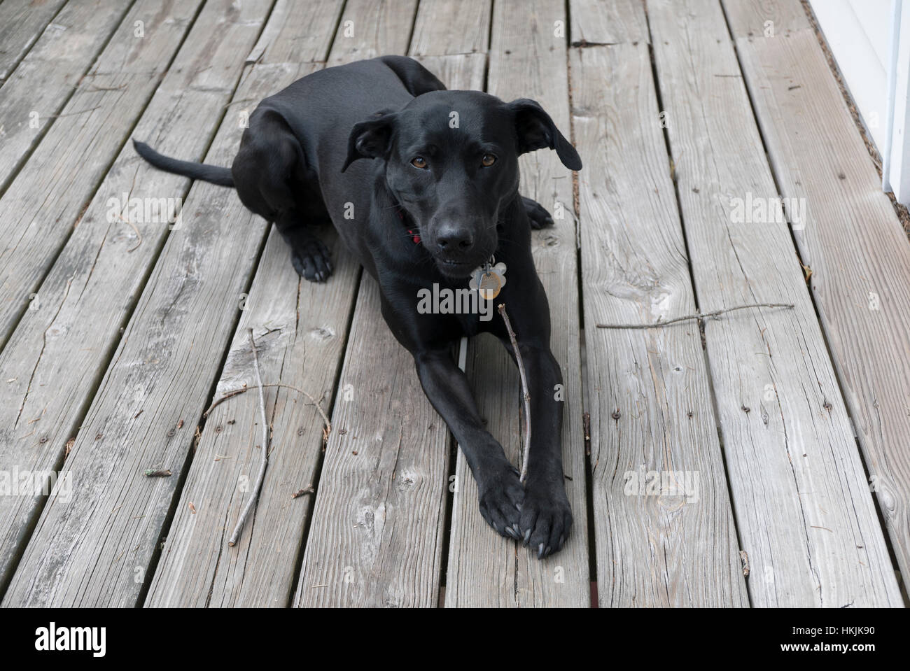 Black Labrador mix on a deck Stock Photo