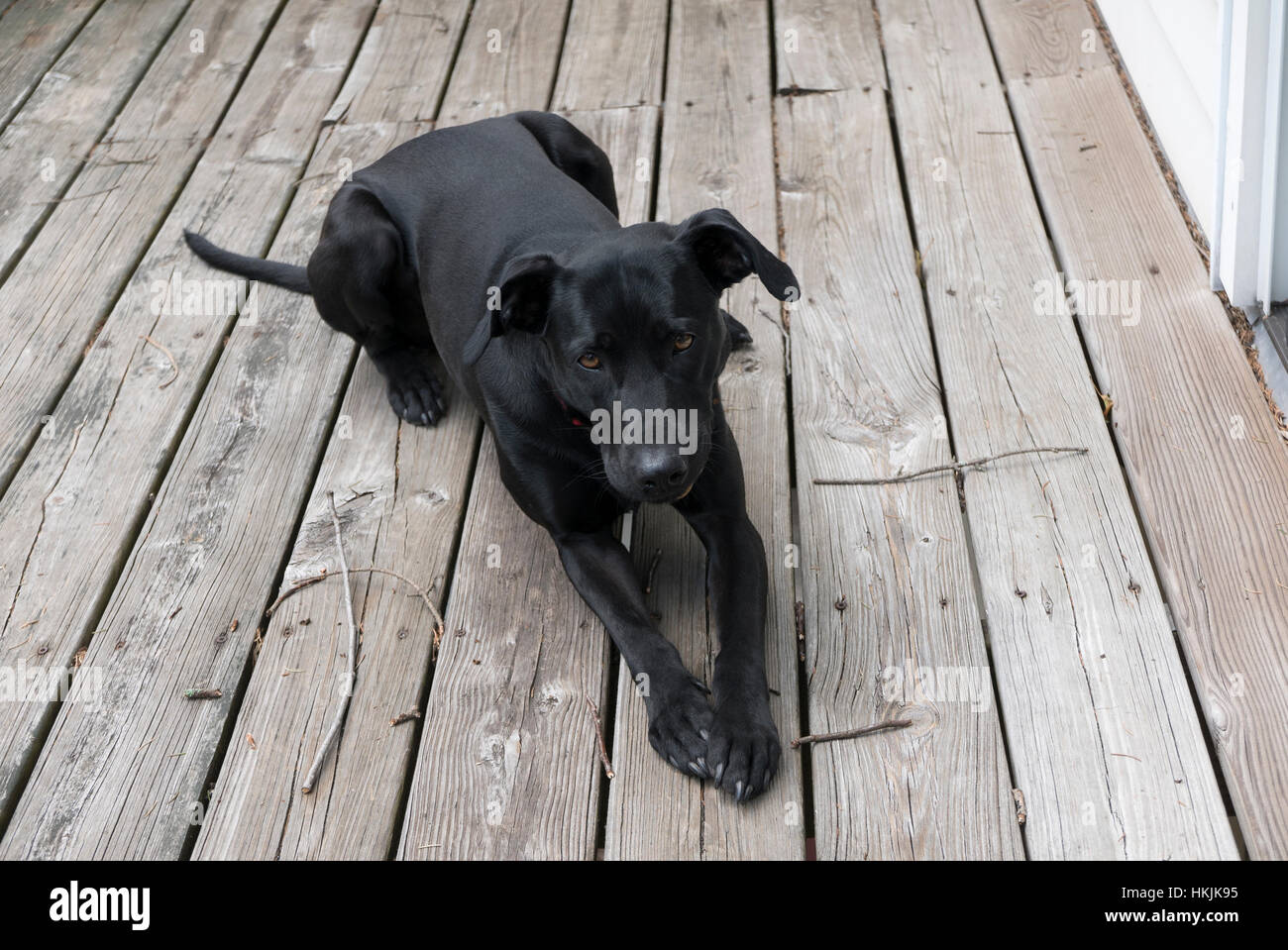 Black Labrador mix on a deck Stock Photo