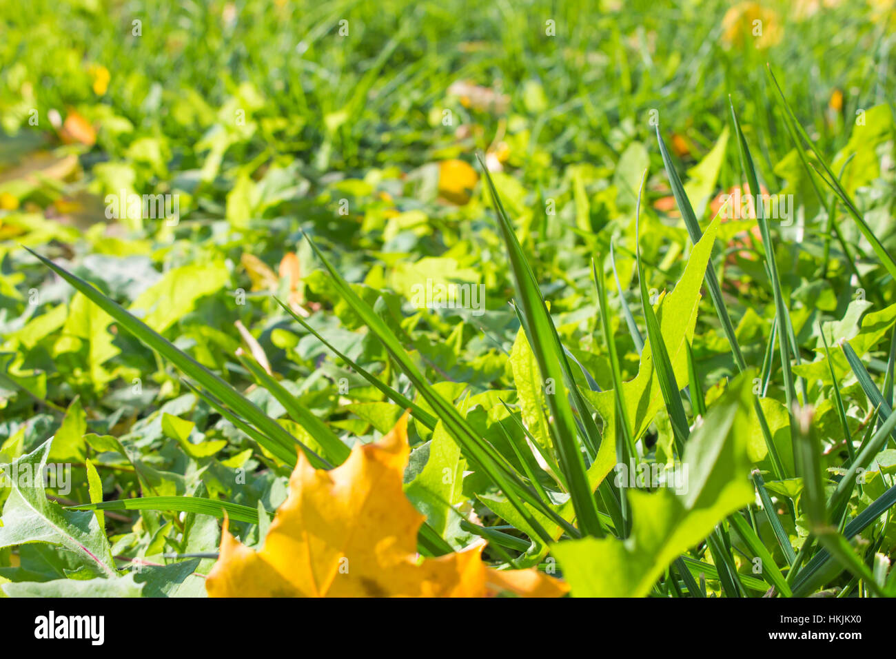 fallen autumn leaves on grass in sunny morning light Stock Photo - Alamy