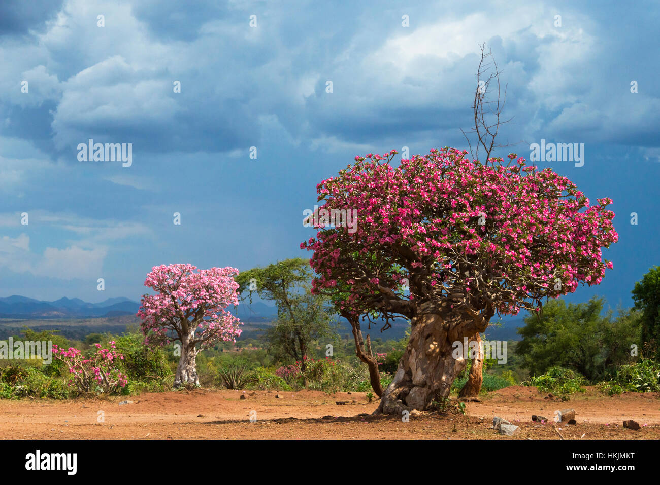 Ethiopia Roses Sand roses in the mountain, South Omo, Ethiopia Stock Photo - Alamy