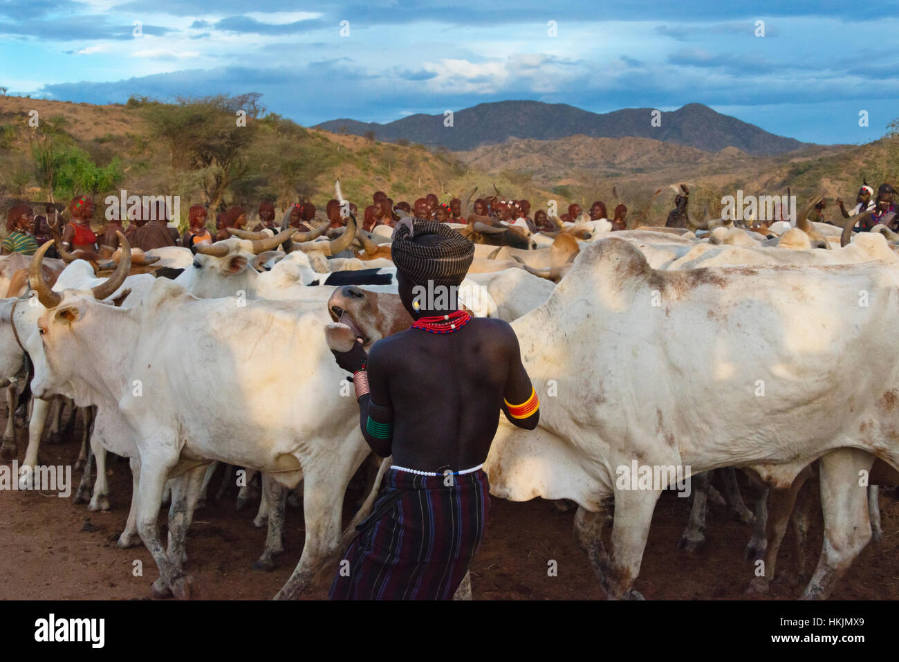 Hamar people and cattle at Cattle Jumping (a ceremonial event celebrating a Hamar man comes of age), South Omo, Ethiopia Stock Photo