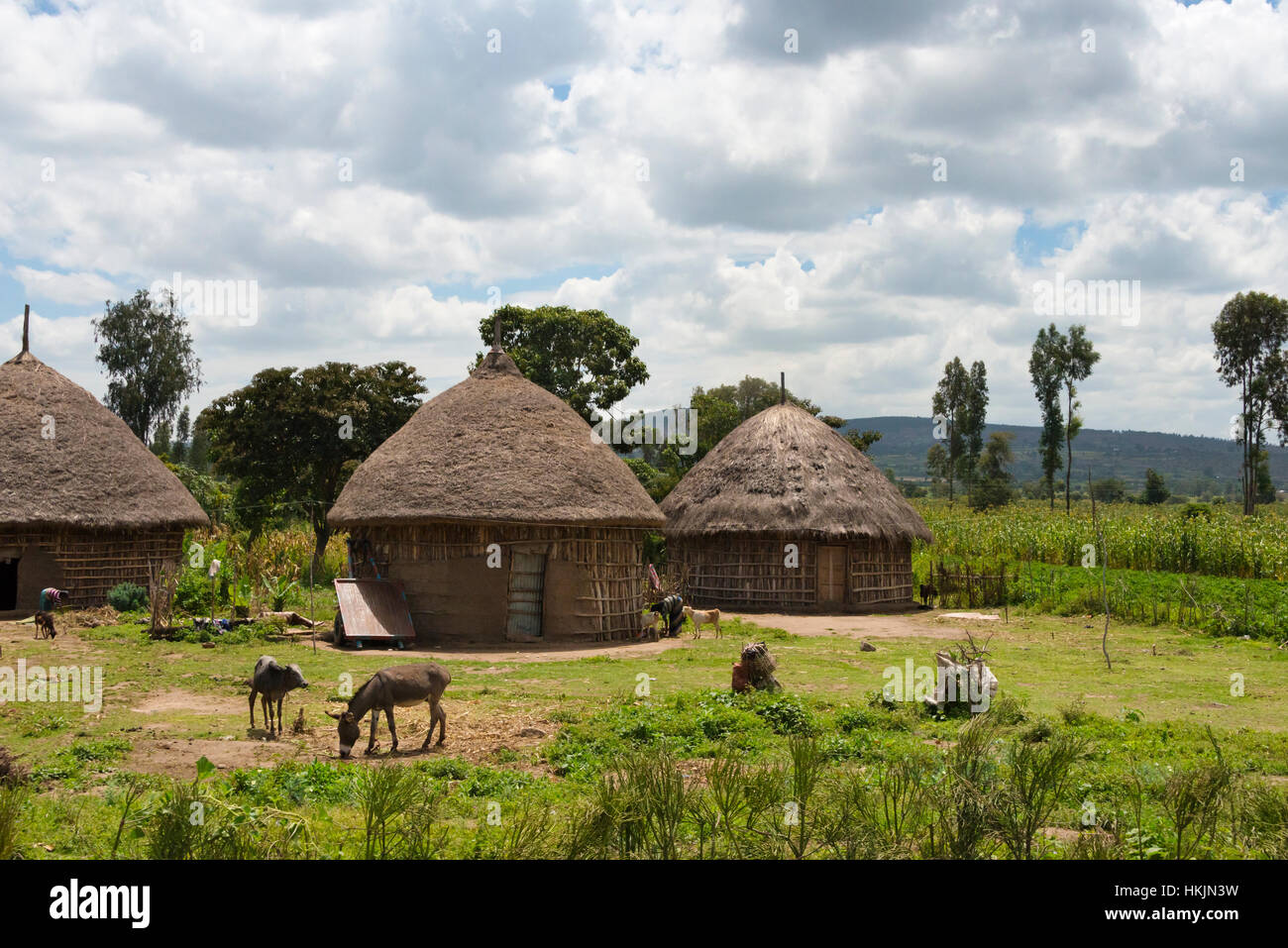 Traditional houses with thatched roof, Ethiopia Stock Photo Alamy