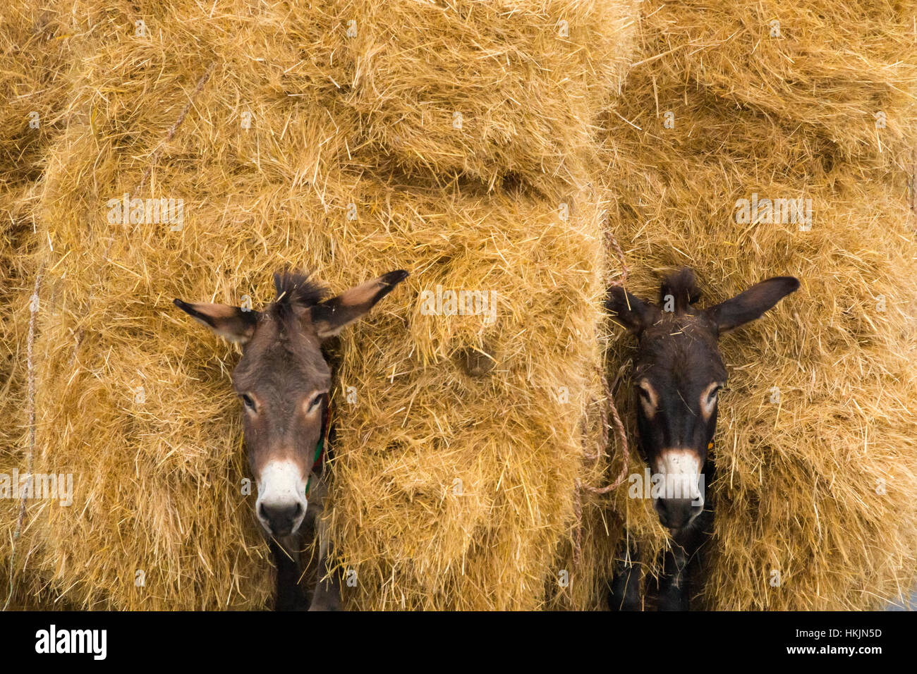 Donkeys carrying huge hay stack, Addis Ababa, Ethiopia Stock Photo Alamy