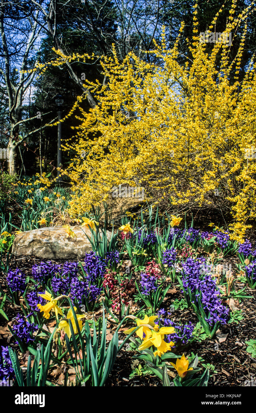 Spring garden of Daffodils, Hyacinth and Forsythia garden shrub, Sayen