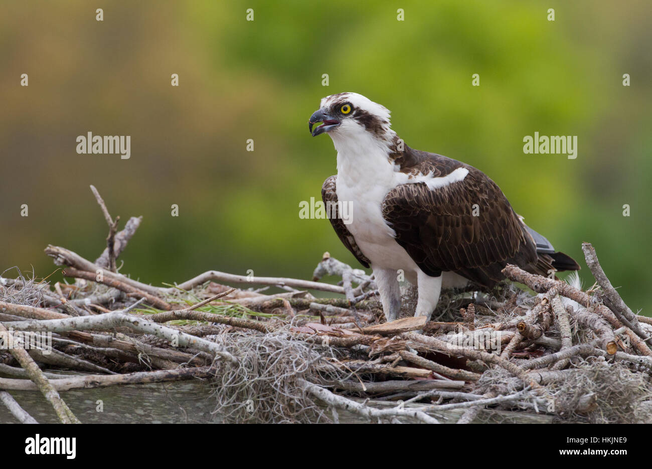 Osprey building a nest, Florida Stock Photo Alamy