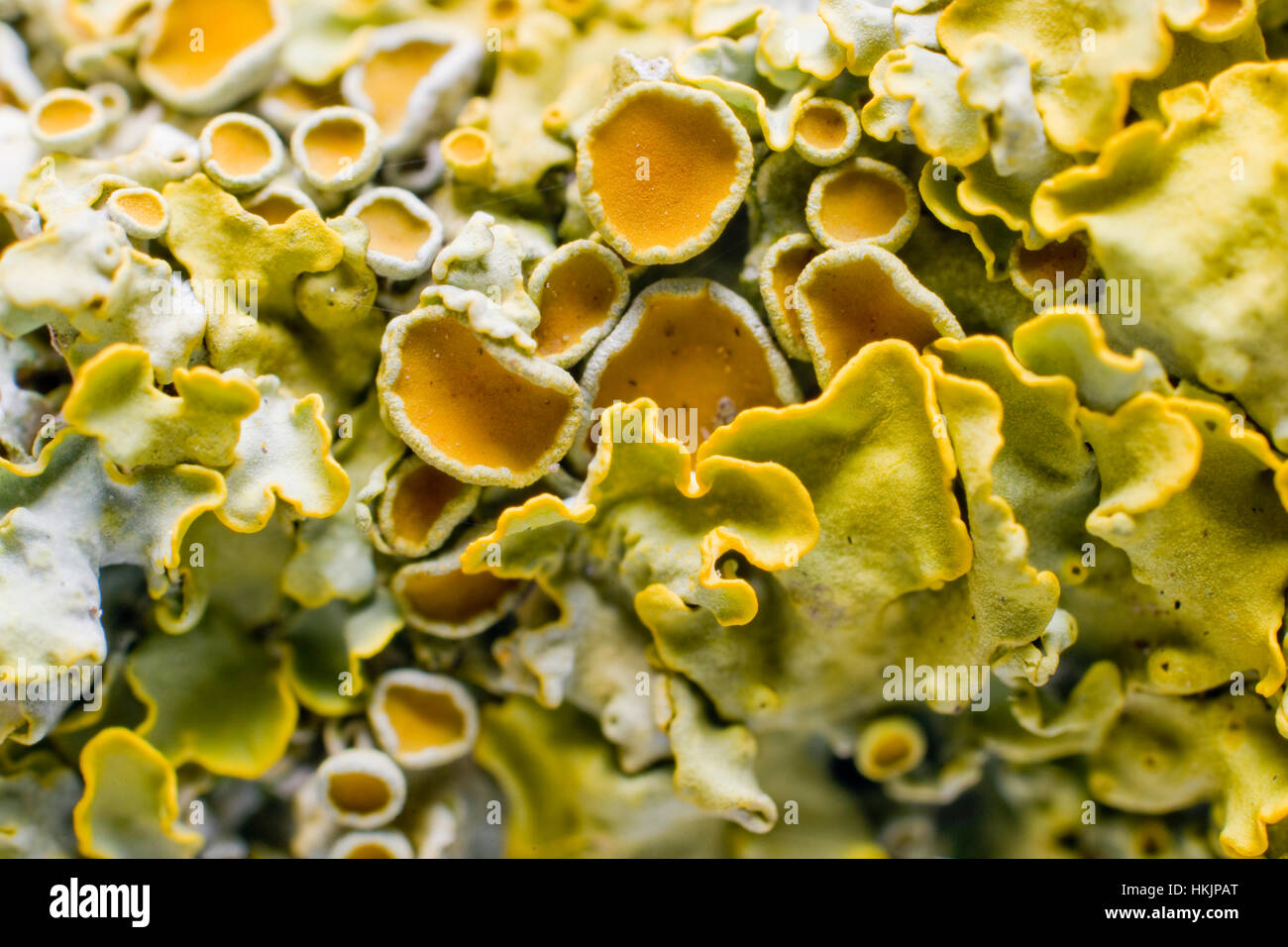 Xanthoria candelaria a foliose lichen close up Stock Photo