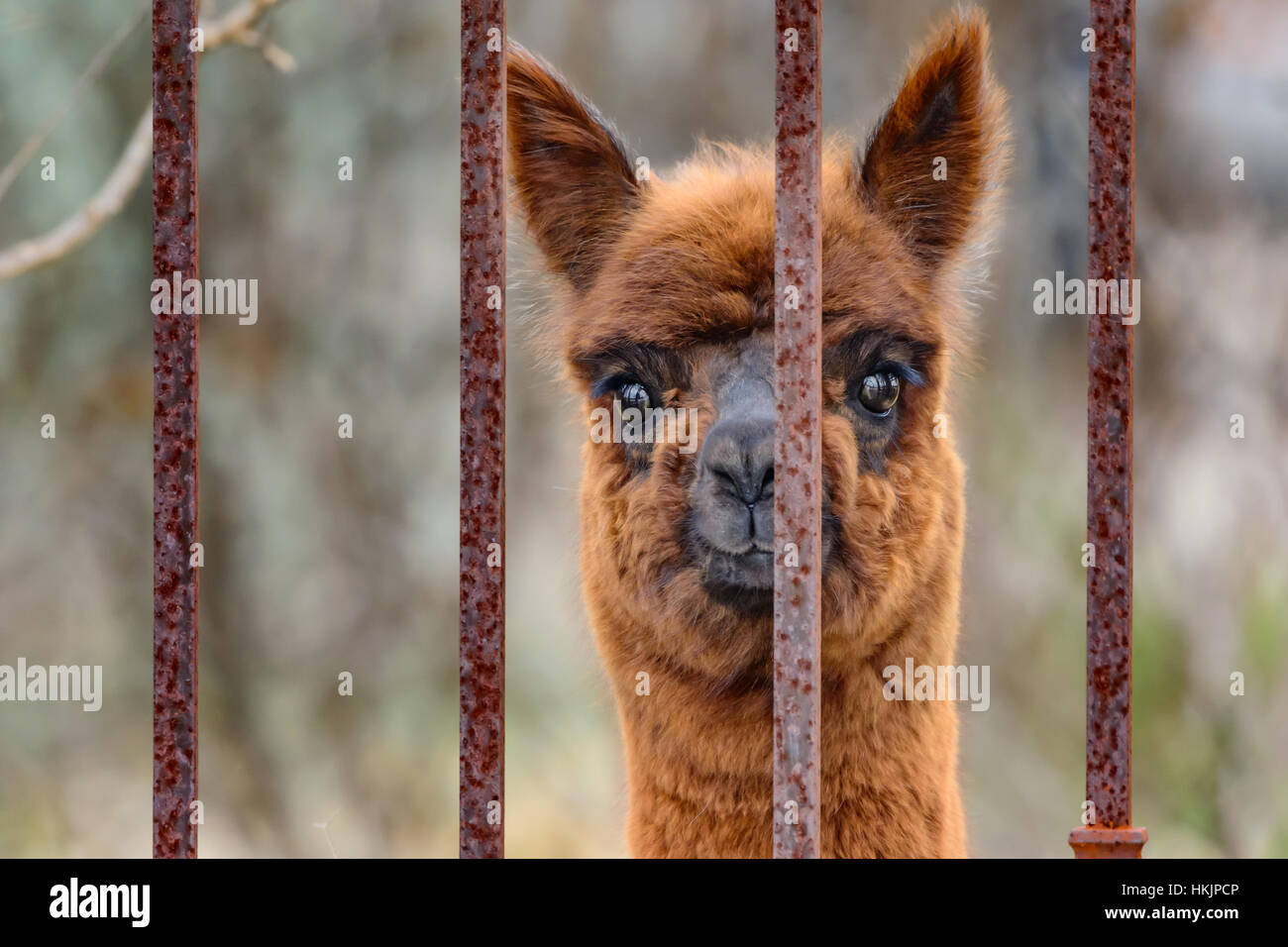 Alpaca (Vicugna pacos) looking out iron fence. Curious, with bright eyes and brown, red fur. Cute Stock Photo