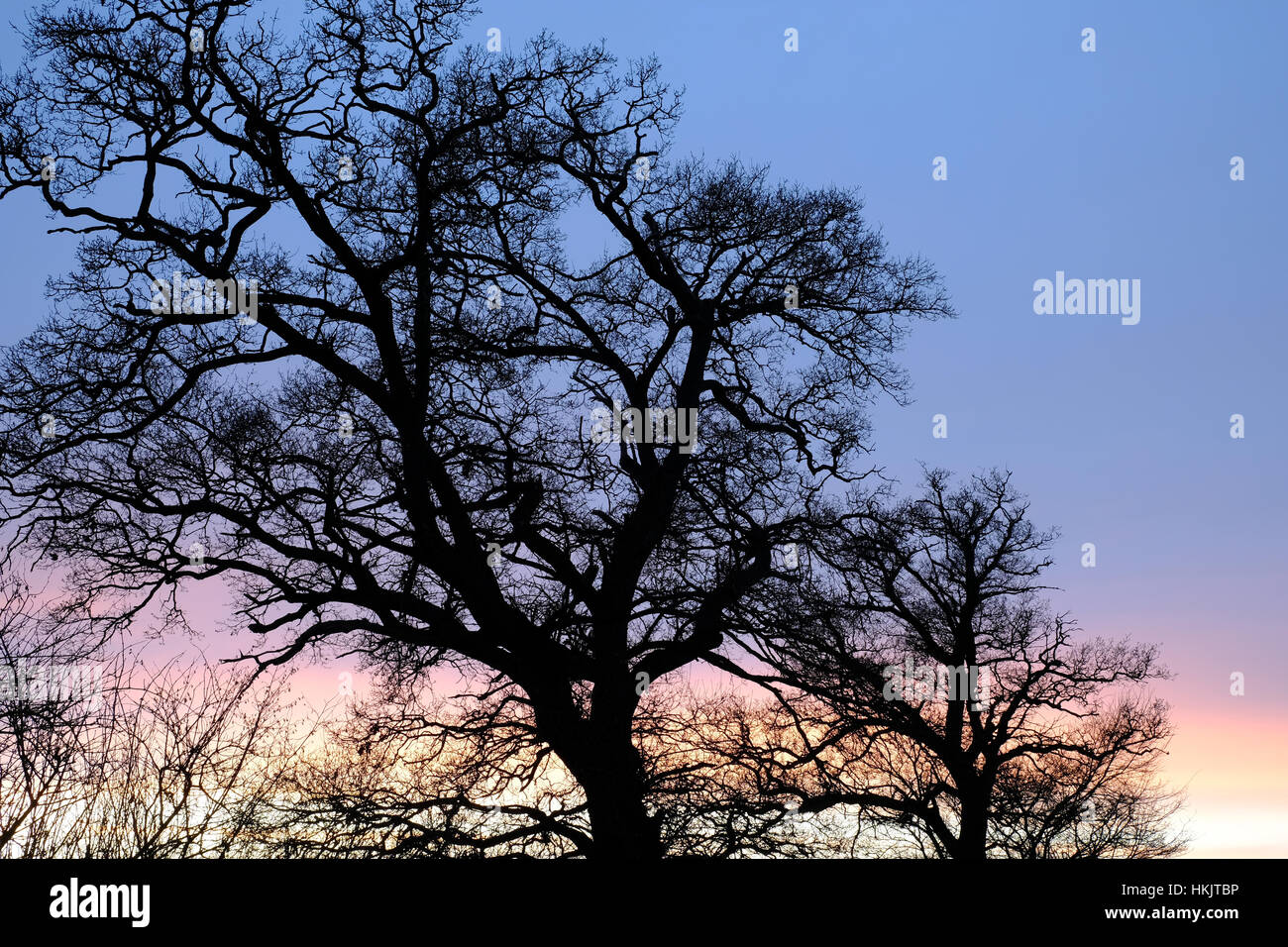 Silhouette of trees hi-res stock photography and images - Alamy