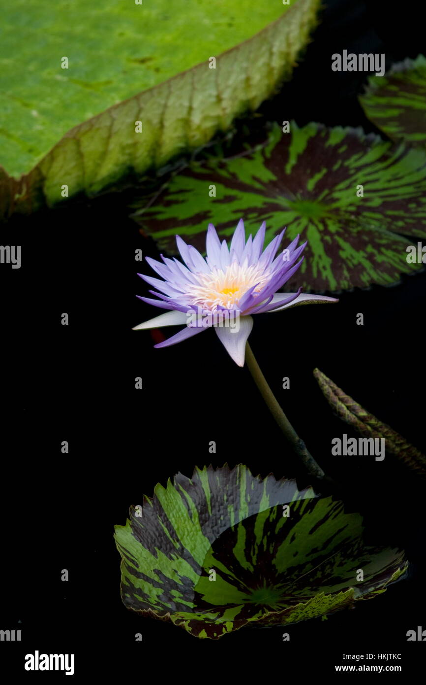 Tropical water lily (Nymphaea Margaret Mary) Stock Photo