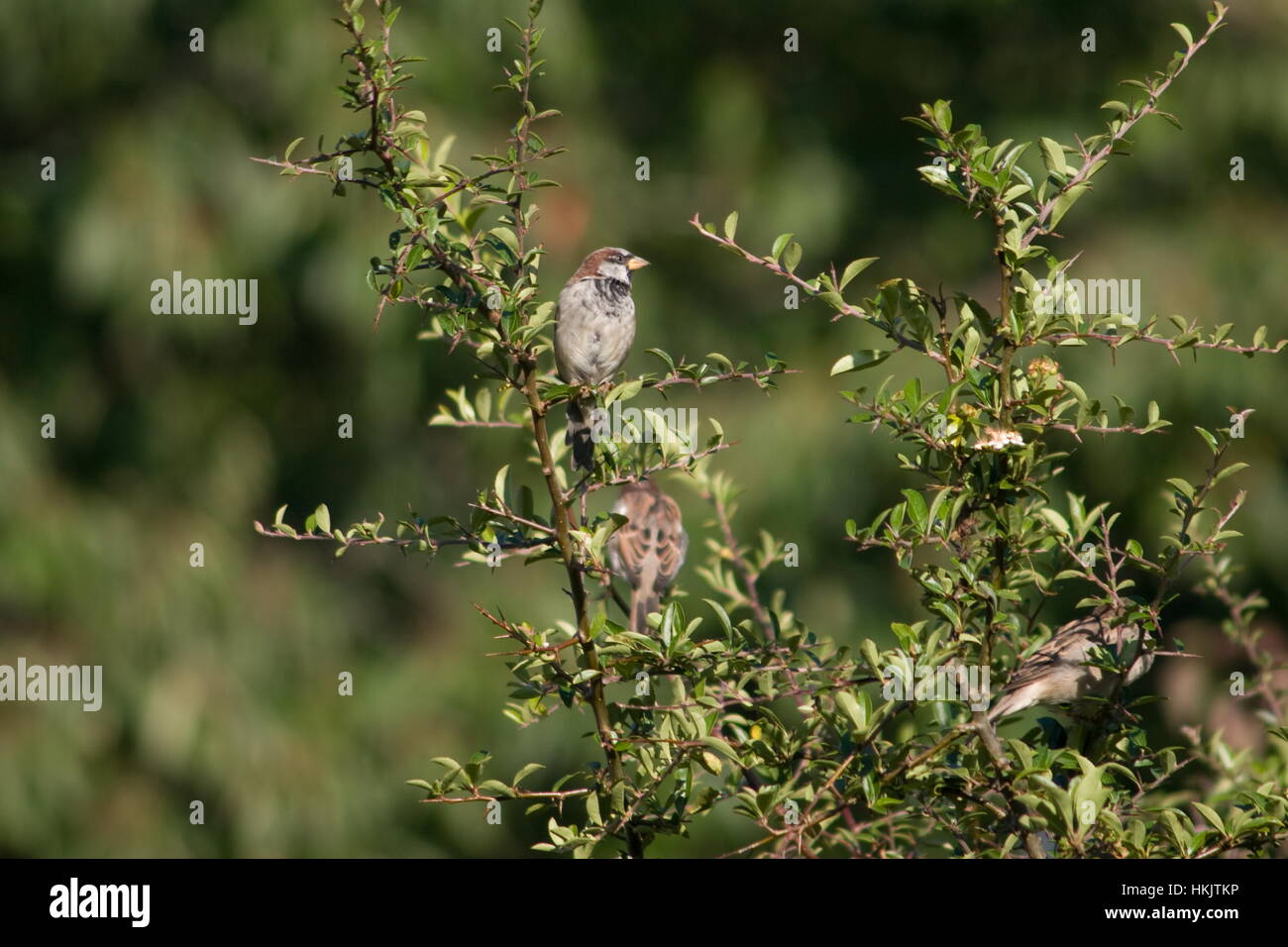 Sparrows Passer domesticus on branches. Stock Photo