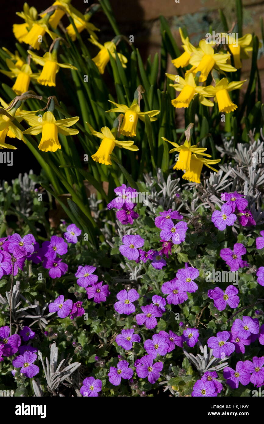 Colin Michael Baker Yellow Narcissus and Aubrieta Stock Photo